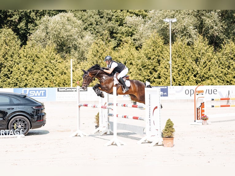 Hannoveriano Caballo castrado 12 años 172 cm Castaño oscuro in Menningen