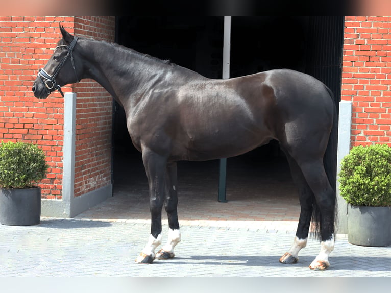 Hannoveriano Caballo castrado 12 años 172 cm Negro in Haftenkamp