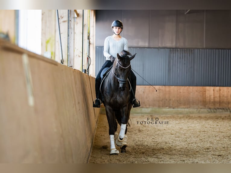 Hannoveriano Caballo castrado 12 años 172 cm Negro in Haltern am See