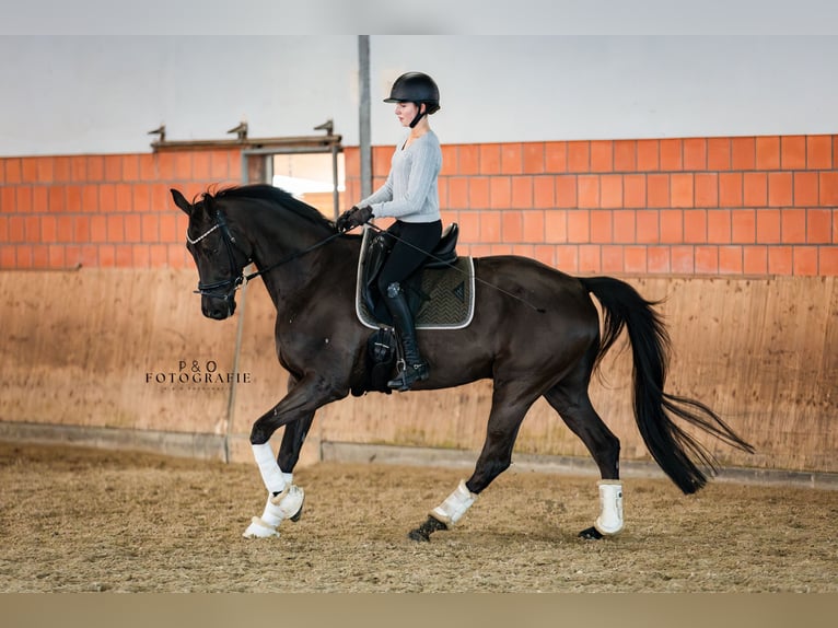 Hannoveriano Caballo castrado 12 años 172 cm Negro in Haltern am See