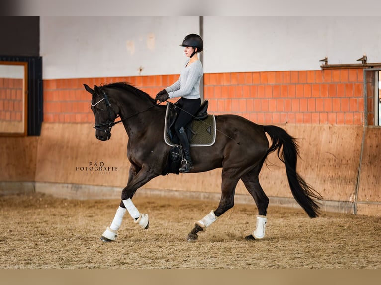 Hannoveriano Caballo castrado 12 años 172 cm Negro in Haltern am See