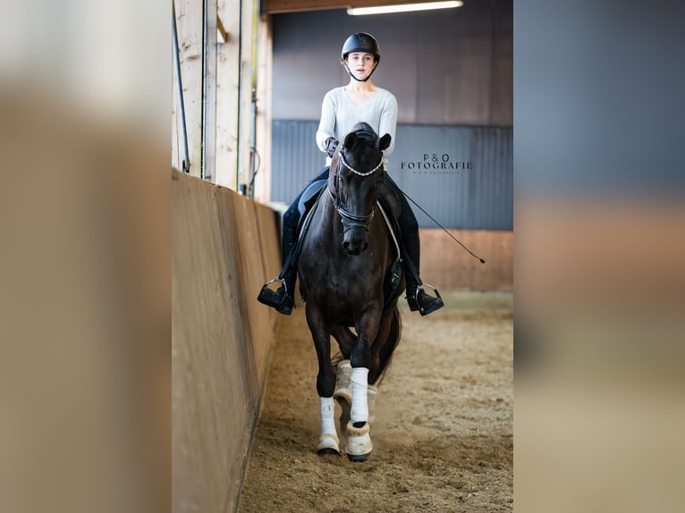 Hannoveriano Caballo castrado 12 años 172 cm Negro in Haltern am See
