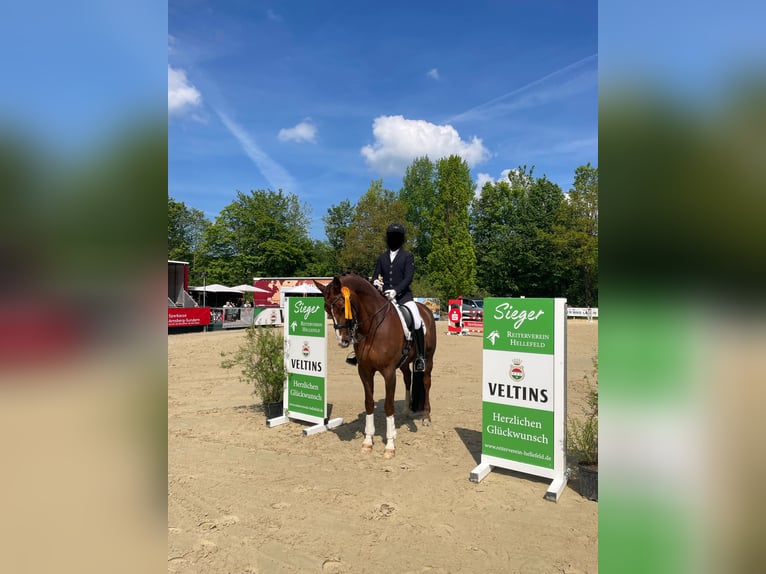Hannoveriano Caballo castrado 12 años 173 cm Alazán in Recklinghausen