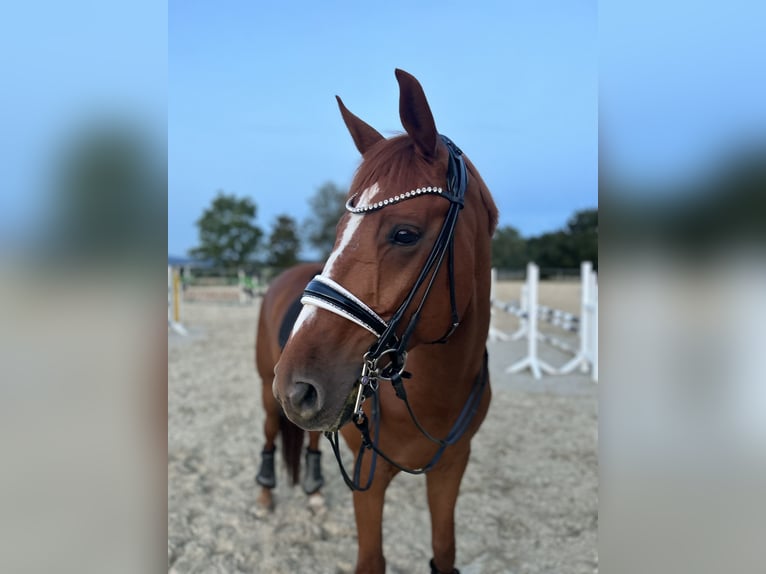 Hannoveriano Caballo castrado 12 años 173 cm Alazán in Usingen