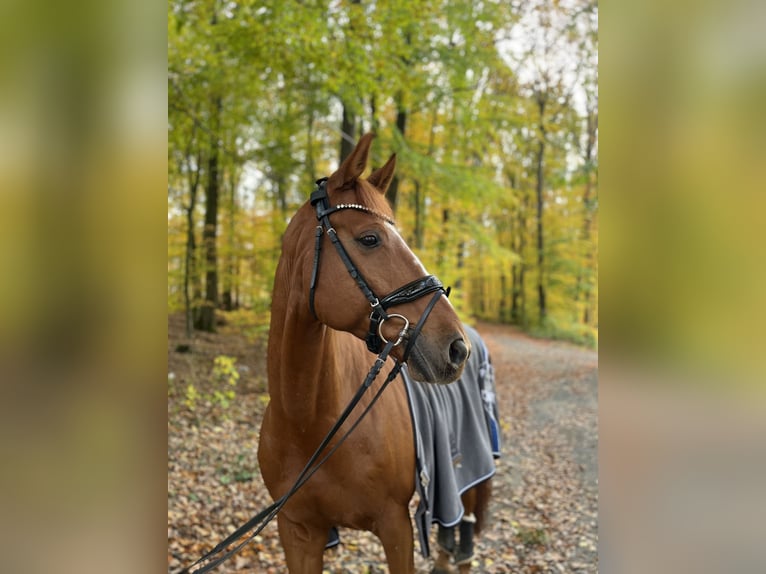 Hannoveriano Caballo castrado 12 años 173 cm Alazán in Usingen