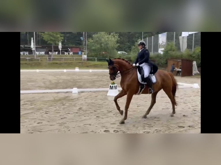 Hannoveriano Caballo castrado 12 años 173 cm Alazán in Usingen