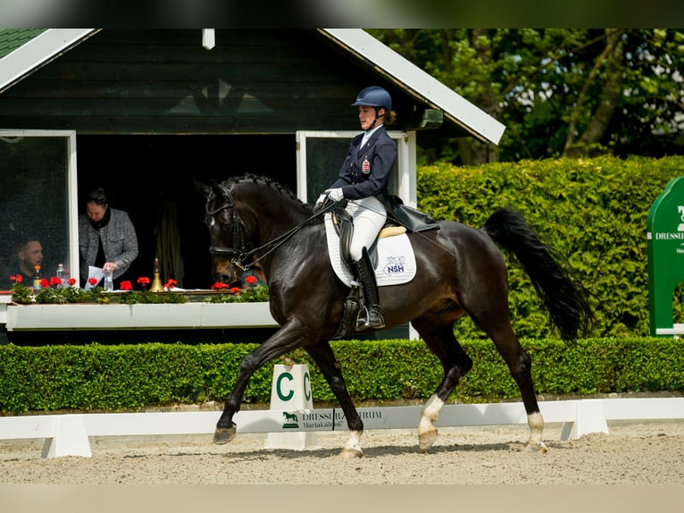 Hannoveriano Caballo castrado 12 años 173 cm Morcillo in Gy&#x151;r