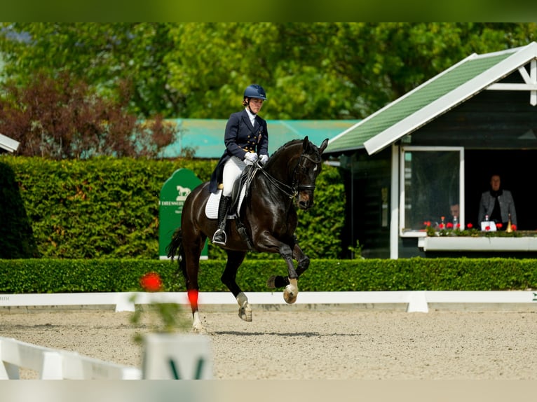 Hannoveriano Caballo castrado 12 años 173 cm Morcillo in Gy&#x151;r