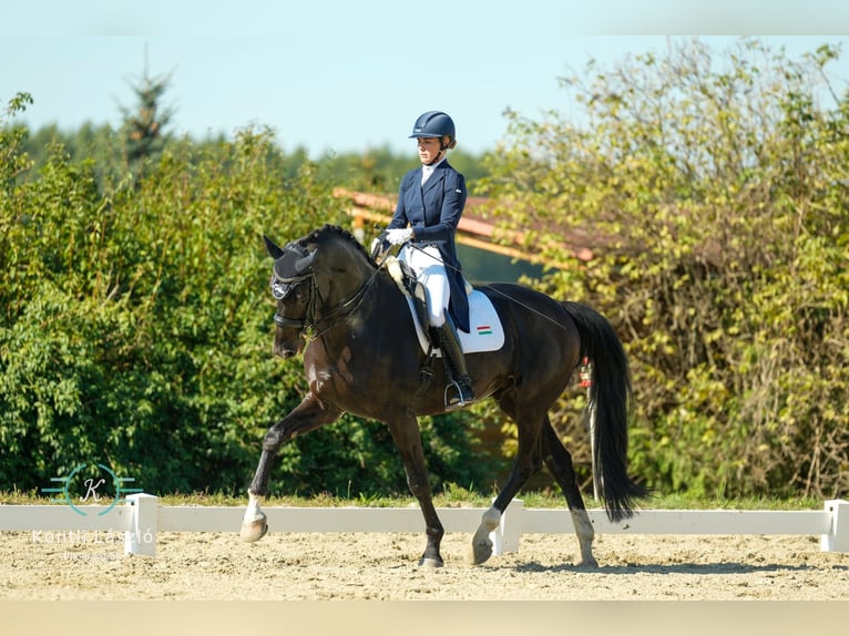 Hannoveriano Caballo castrado 12 años 173 cm Morcillo in Gy&#x151;r