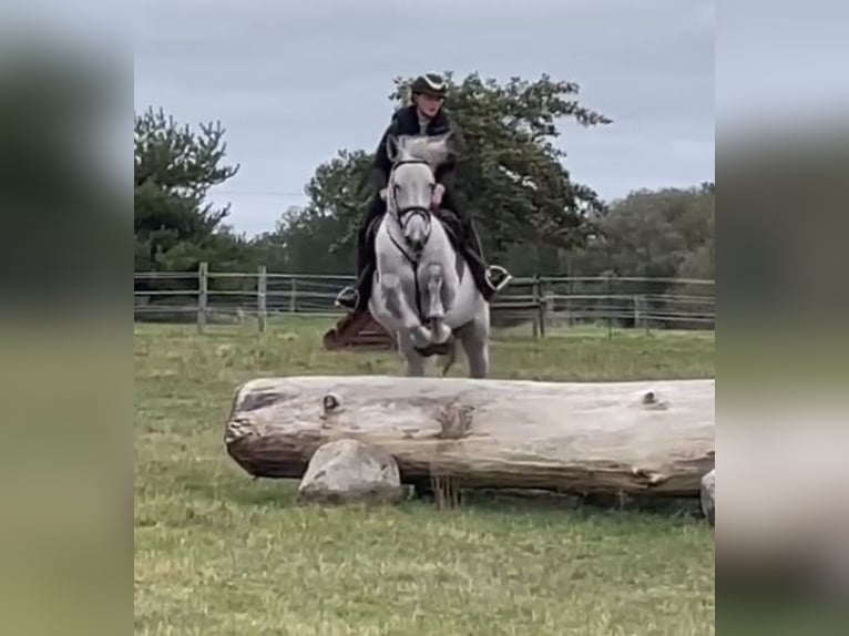 Hannoveriano Caballo castrado 12 años 173 cm Tordillo negro in Wolgast