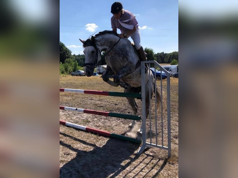 Hannoveriano Caballo castrado 12 años 173 cm Tordillo negro in Wolgast