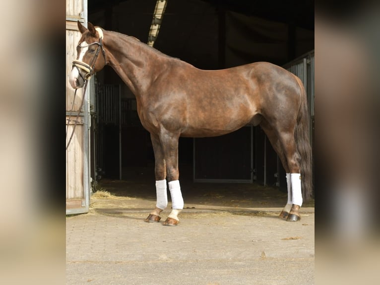 Hannoveriano Caballo castrado 12 años 174 cm Alazán-tostado in Geilenkirchen