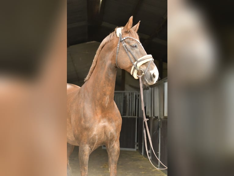 Hannoveriano Caballo castrado 12 años 174 cm Alazán-tostado in Geilenkirchen