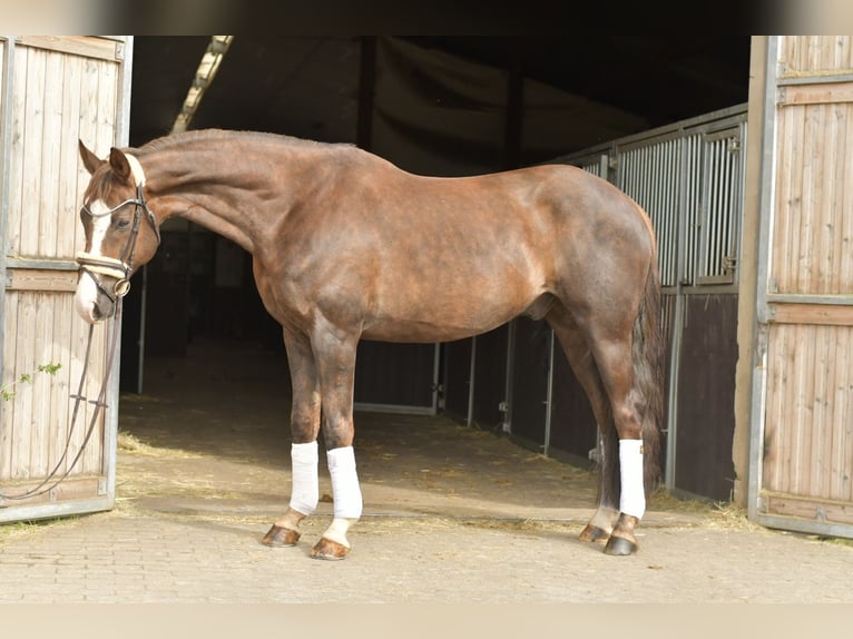 Hannoveriano Caballo castrado 12 años 174 cm Alazán-tostado in Geilenkirchen