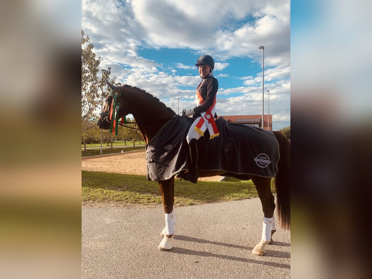 Hannoveriano Caballo castrado 12 años 174 cm Alazán-tostado in Wernstein