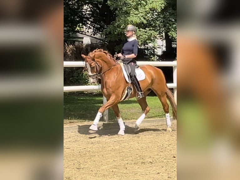 Hannoveriano Caballo castrado 12 años 174 cm Alazán-tostado in Hamm