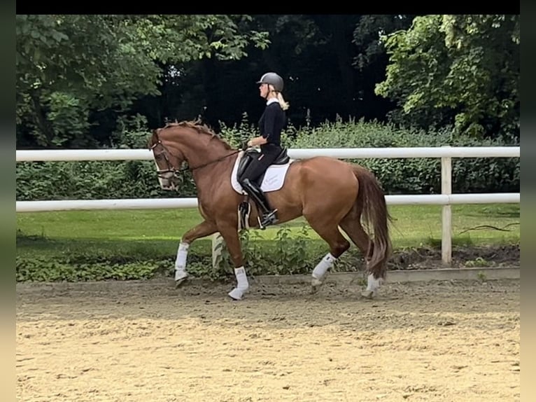 Hannoveriano Caballo castrado 12 años 174 cm Alazán-tostado in Hamm