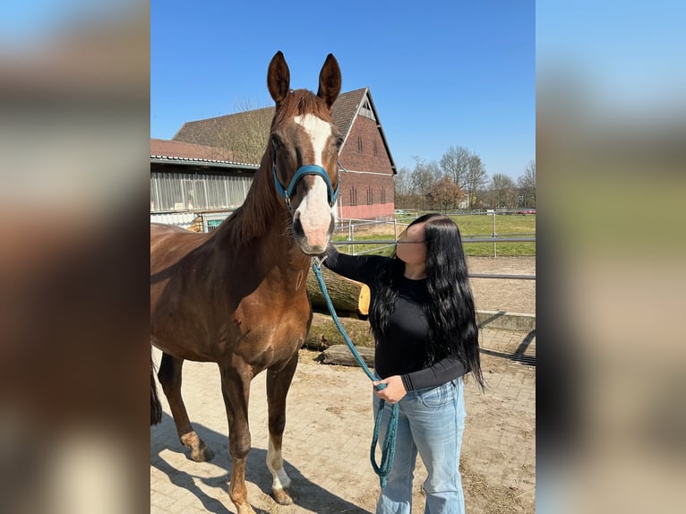Hannoveriano Caballo castrado 12 años 174 cm Alazán-tostado in Dortmund
