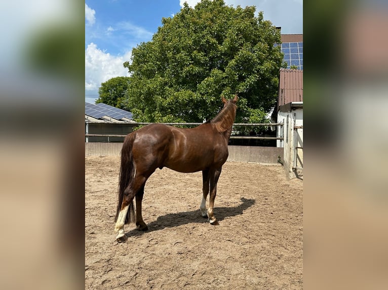 Hannoveriano Caballo castrado 12 años 174 cm Alazán-tostado in Dortmund