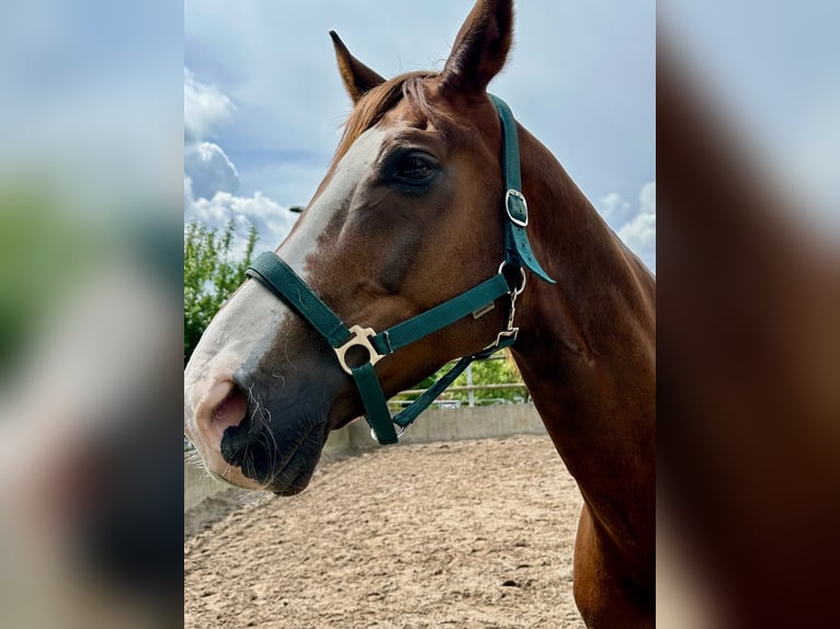 Hannoveriano Caballo castrado 12 años 174 cm Alazán-tostado in Dortmund