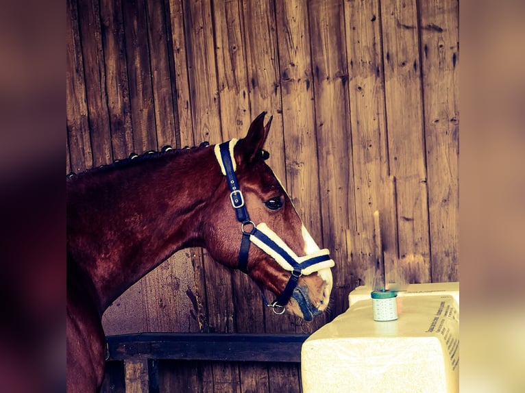 Hannoveriano Caballo castrado 12 años 174 cm Castaño in Kirchberg an der Jagst