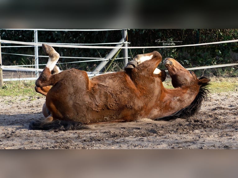 Hannoveriano Caballo castrado 12 años 174 cm Castaño in Kirchberg an der Jagst