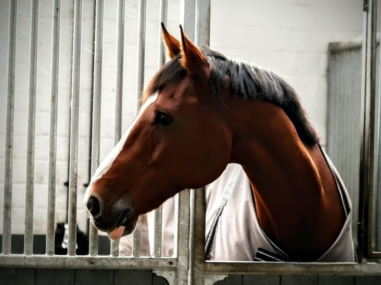 Hannoveriano Caballo castrado 12 años 174 cm Castaño in Kirchberg an der Jagst