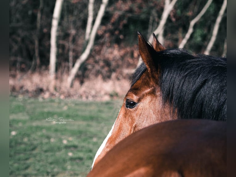 Hannoveriano Caballo castrado 12 años 174 cm Castaño in Kirchberg an der Jagst