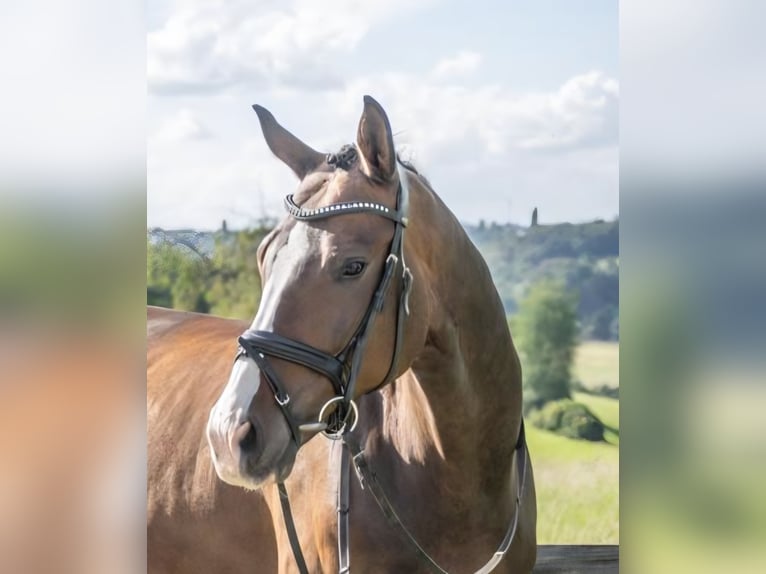 Hannoveriano Caballo castrado 12 años 174 cm Castaño oscuro in Velbert