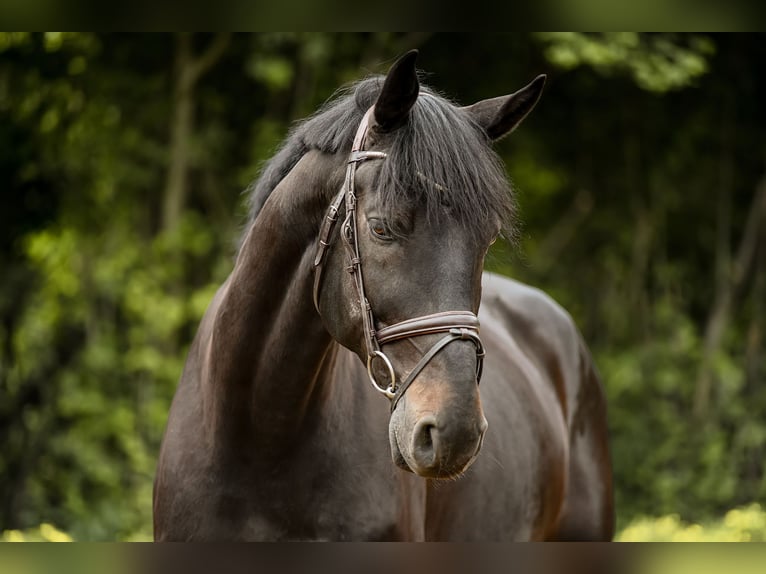 Hannoveriano Caballo castrado 12 años 174 cm Negro in Riedstadt