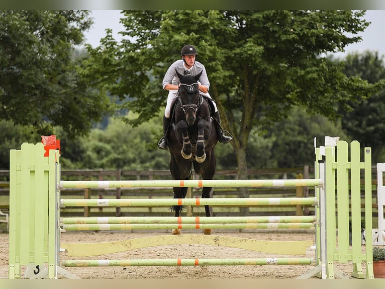 Hannoveriano Caballo castrado 12 años 174 cm Negro in Riedstadt