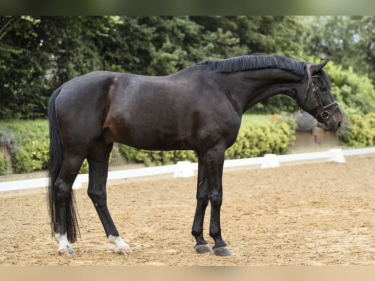 Hannoveriano Caballo castrado 12 años 174 cm Negro in Riedstadt