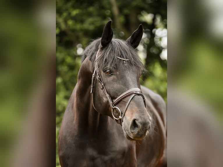 Hannoveriano Caballo castrado 12 años 174 cm Negro in Riedstadt