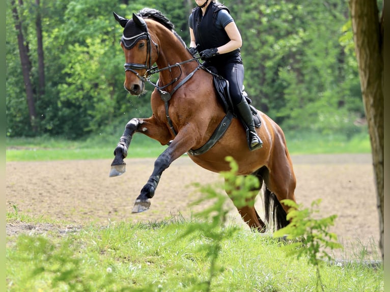 Hannoveriano Caballo castrado 12 años 175 cm Castaño in Bochum