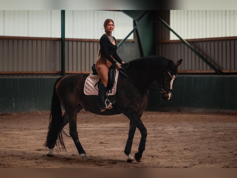 Hannoveriano Caballo castrado 12 años 175 cm Morcillo in Lehrte