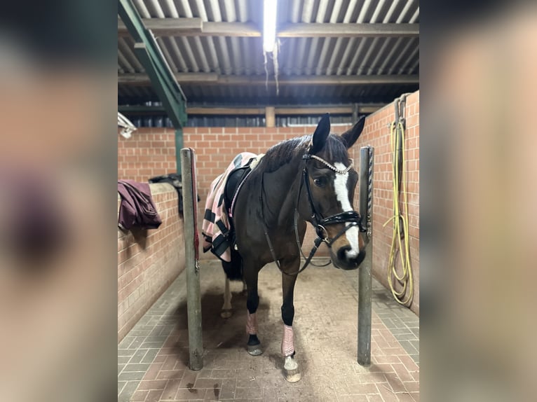 Hannoveriano Caballo castrado 12 años 175 cm Morcillo in Lehrte