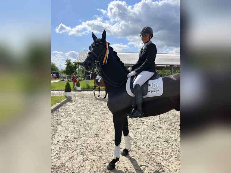 Hannoveriano Caballo castrado 12 años 175 cm Negro in Krefeld