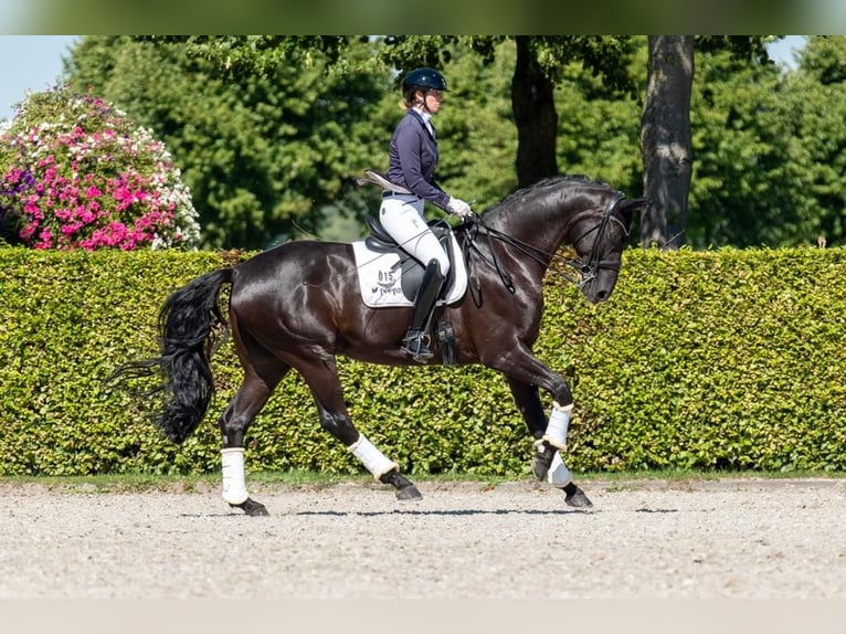 Hannoveriano Caballo castrado 12 años 175 cm Negro in Krefeld