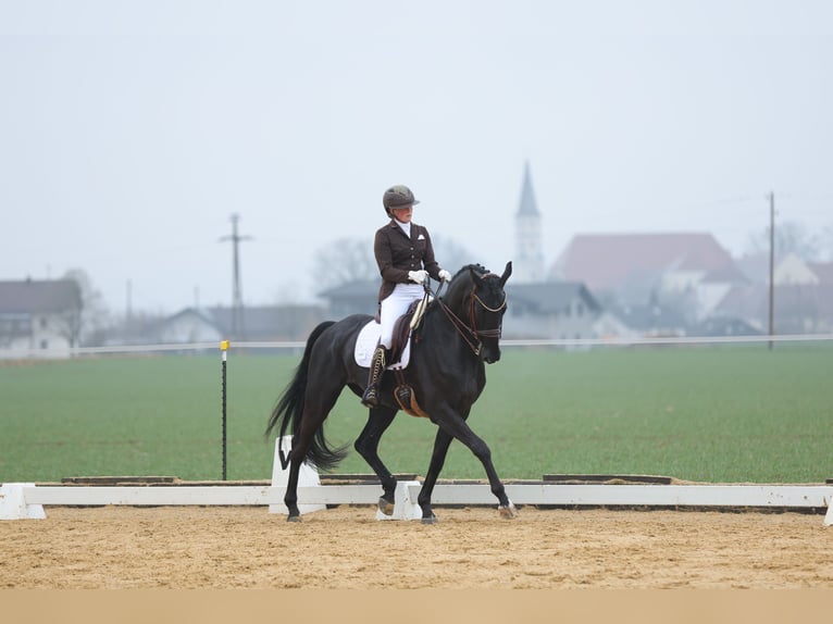 Hannoveriano Caballo castrado 12 años 175 cm Negro in Kematen