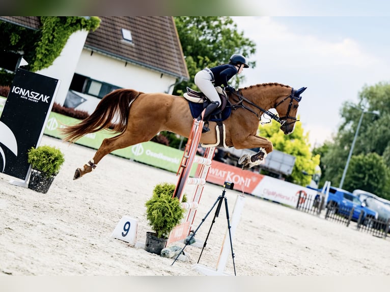 Hannoveriano Caballo castrado 12 años 176 cm Alazán in Brzyków