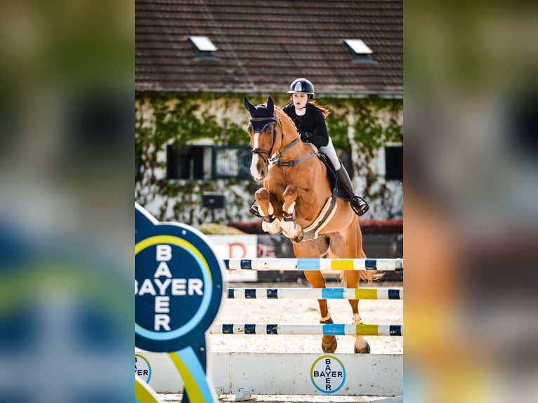 Hannoveriano Caballo castrado 12 años 176 cm Alazán in Brzyków