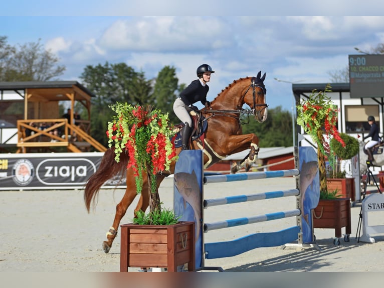 Hannoveriano Caballo castrado 12 años 176 cm Alazán in Brzyków