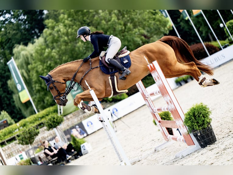 Hannoveriano Caballo castrado 12 años 176 cm Alazán in Brzyków