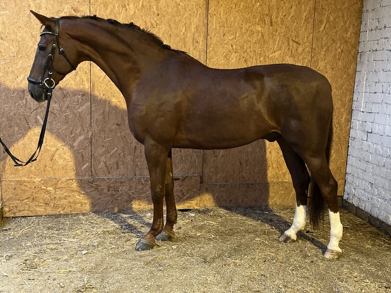 Hannoveriano Caballo castrado 12 años 178 cm Alazán-tostado in Hamm