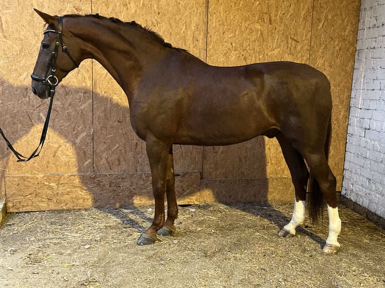 Hannoveriano Caballo castrado 12 años 178 cm Alazán-tostado in Hamm