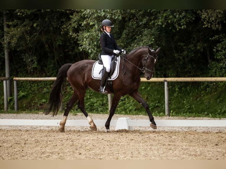 Hannoveriano Caballo castrado 12 años 178 cm Negro in Unterperfuss