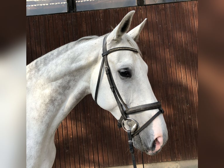 Hannoveriano Caballo castrado 12 años 179 cm Tordo in Babenhausen