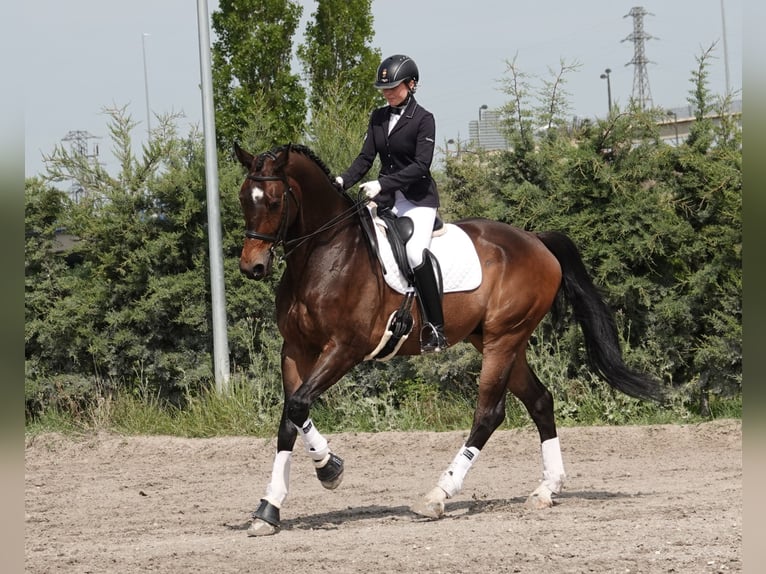 Hannoveriano Caballo castrado 12 años 180 cm Bayo in Noain (Navarra)
