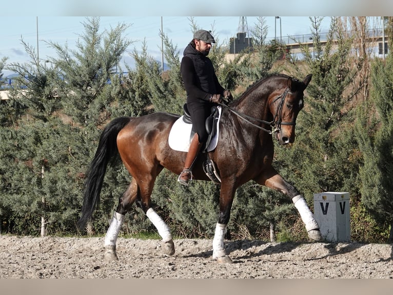 Hannoveriano Caballo castrado 12 años 180 cm Bayo in Noain (Navarra)