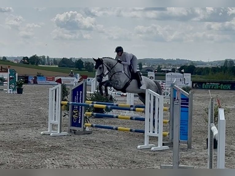 Hannoveriano Caballo castrado 12 años 180 cm Tordo in Altusried